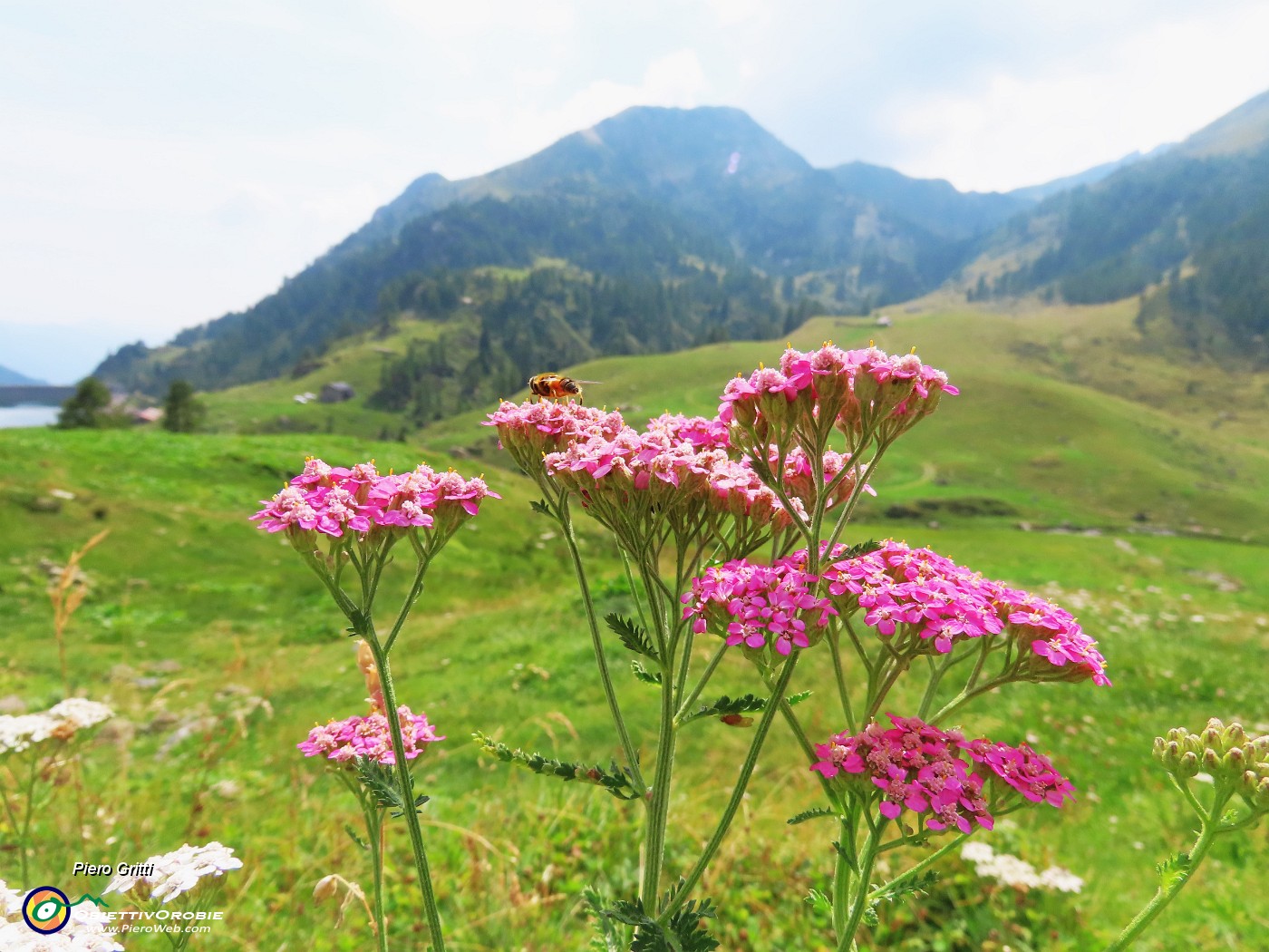 76 Achillea millefolium (Achillea millefoglie) per il nostro bell'anello del Mincucco .JPG